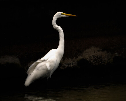 Image "Against the wall" by Marie Salmeron-Serrano