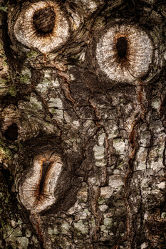 Close-up of tree bark with prominent knots and lichen growth creating circular patterns