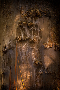 Weathered metal surface with rust, corrosion, and organic growth creating abstract patterns