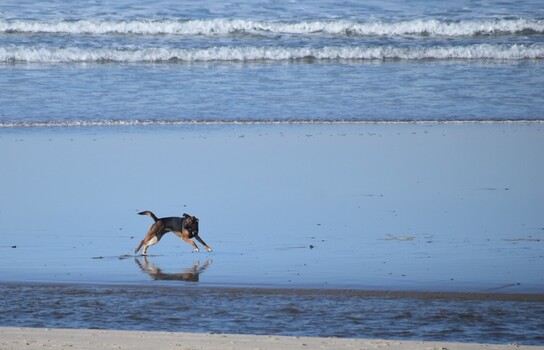 Image "Dog Reflection " by Paul Workman