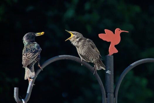 Image "Feeding time!" by Gary Wilson