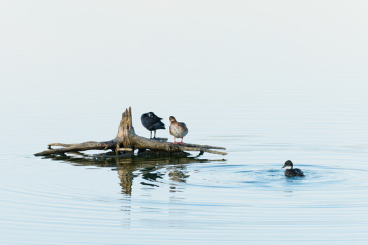 Image "Morning Birds on Driftwood" by Siarhei Alkhovik