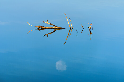 Image "Golden Branches, Moon Reflection" by Siarhei Alkhovik
