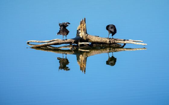 Image "Morning Exercises on Driftwood" by Siarhei Alkhovik