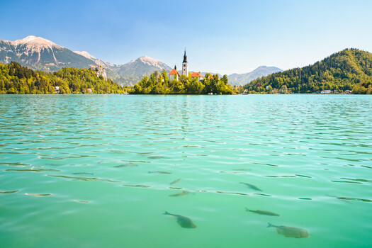 Image "Still Water, Still Light: Below" by Siarhei Alkhovik