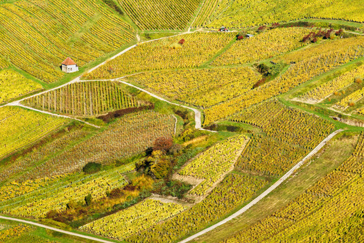 Image "Autumn in Jura: Vineyard Lines" by Siarhei Alkhovik