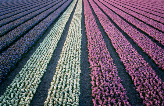 Image "Spring Geometry" by Siarhei Alkhovik