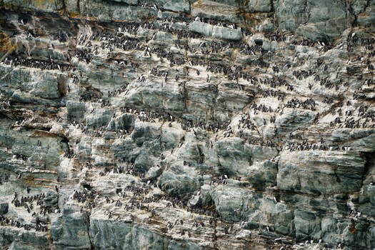 Image "South Stack Guillemots" by Siarhei Alkhovik