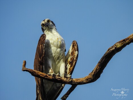 Image "Osprey" by Suzanne Torres