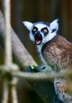 Image "Lemur" by mirsad sijercic