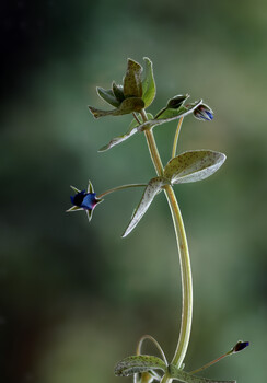 Image "Blue pimpernel" by Pete Thomas