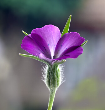 Image "Corncockle wild flower" by Pete Thomas