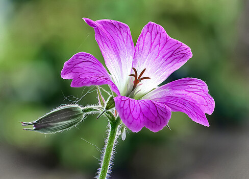 Image "Druce's Crane's-bill  (Geranium  oxonianum)" by Pete Thomas
