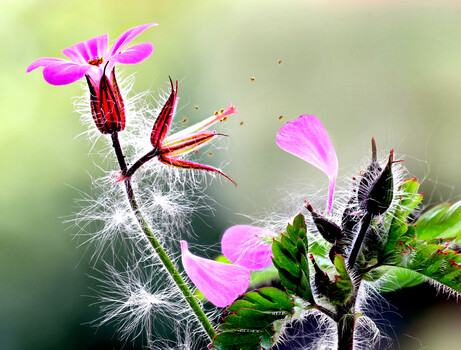 Image "Herb Robert wild flower" by Pete Thomas