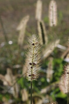 Image "Field Herbs" by Gianni Banino