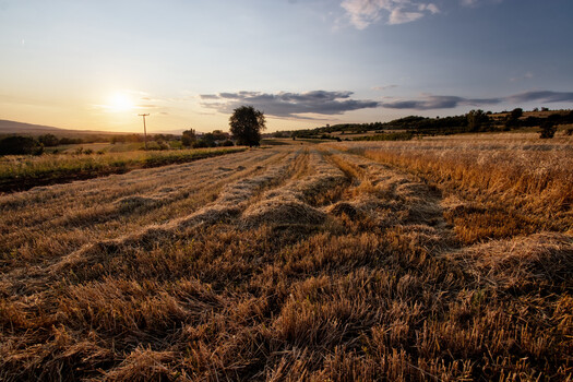 Image "Harvest is over" by Dejan Trajkovic