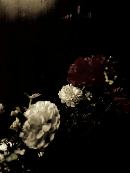 Image "botanical silence" by Oviul Maruf