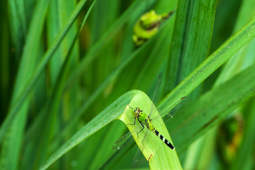 Image "Eastern Pondhawk Dragonfly and Green Tree Frog" by Michael Garth