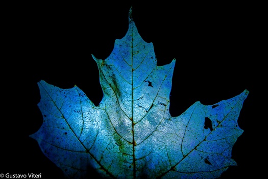 Image "Blue Leaf" by Gustavo Viteri