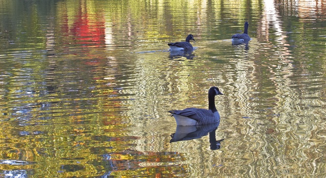 Image "Geese swim in beautiful color" by Kevin Bobb