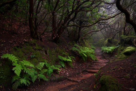Image "Mercedes Forest" by Caspar Lootsmann