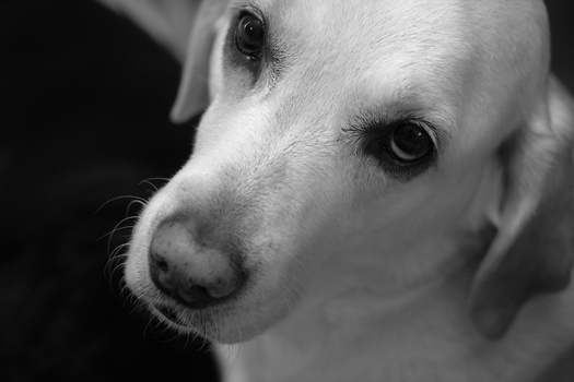 Image "Bella" by Marcelo Alencar