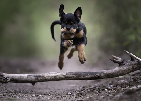 Image "KOWU - cool little puppy" by Mike Kremer