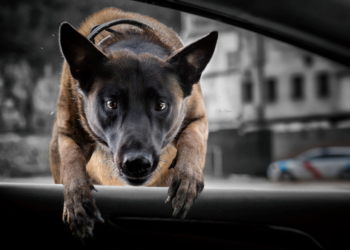 Image "K9 action" by Mike Kremer