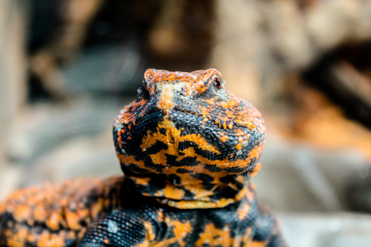 Image "Gila Monster" by Ritchie Valens
