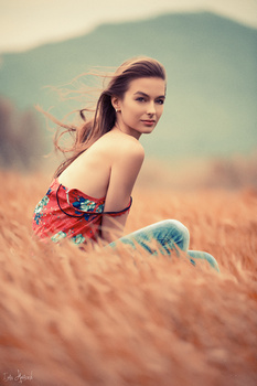 Image "Field" by Ivan Hudacek