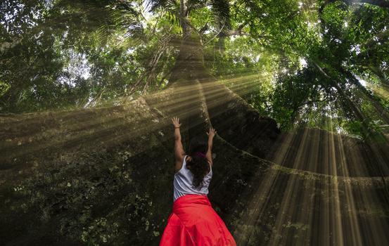 View Jungle light of the gods by Pedro Pulido