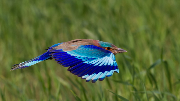 Image "Indian Roller" by Awais Mustafa