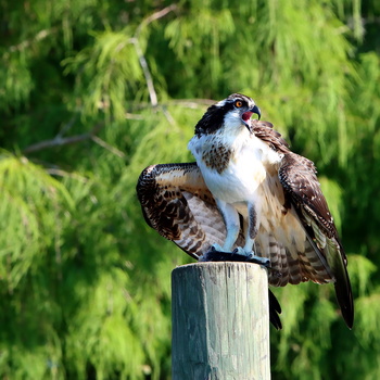 Image "Back off!!" by mark stevens