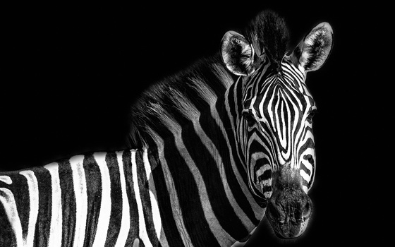 Image "Big Critter Portraits" by Dave Sciuk