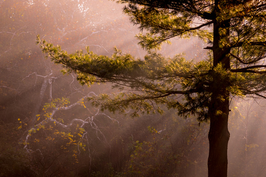 Trees in the light by Christos Dikos