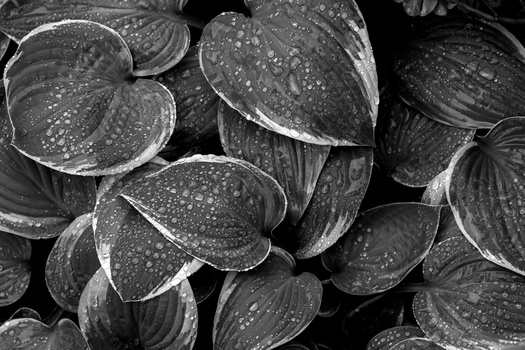 After the rain by Christos Dikos