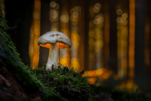 Image "An Elf's Lantern" by Marcel Zizkat