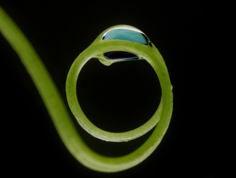 Image "The Raindrop's Jewel" by Hammad Ahmed
