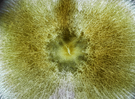 Image "The Fungal Lumen" by Hammad Ahmed