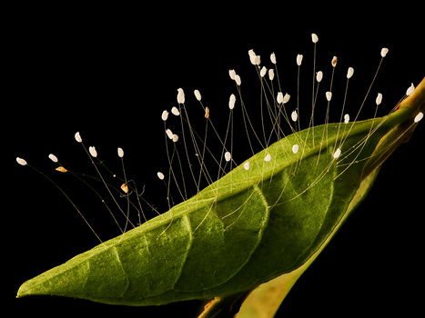 Image "Lacewing Spires" by Hammad Ahmed