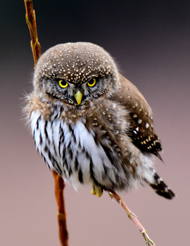 View The Stare down by Robbie Keene