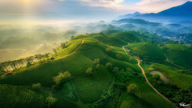 Hill of teas by Phuoc Le