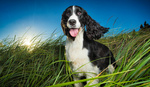 springer spaniel sitting in long grass springer spaniel sitting in long grass
