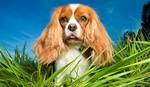 cavalier king charles spaniel standing in grass cavalier king charles spaniel standing in grass