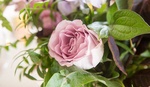 pink rose in wedding bouquet