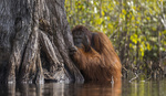 National Geographic’s Nature Photographer of the Year