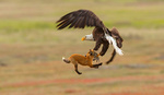 Eagle Battles Fox in Midair During 'Dramatic Act of Thievery'