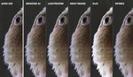 The Image Noise Reduction Challenge: We Compare the Best Noise Reduction Software for Photographers
