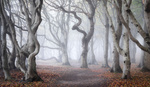Seven Steps to Master Forest Photography