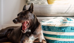 How to Take Better Indoor Pet Photographs